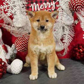 Shiba Inu