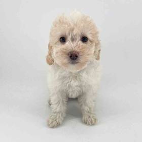2nd Gen Cockapoo
