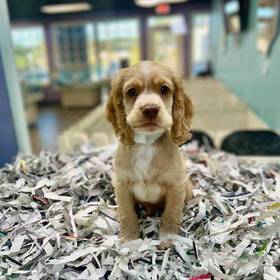 Cocker Spaniel