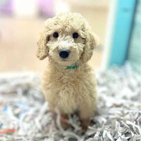 2nd Gen Mini Goldendoodle