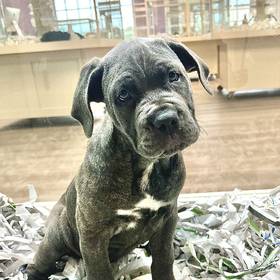 Cane Corso