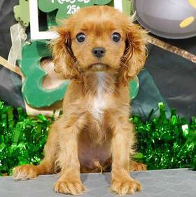 Cavalier King Charles Spaniel