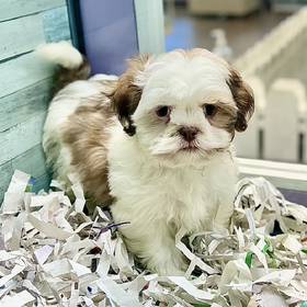 Shih Tzu