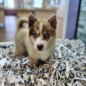 Pomsky