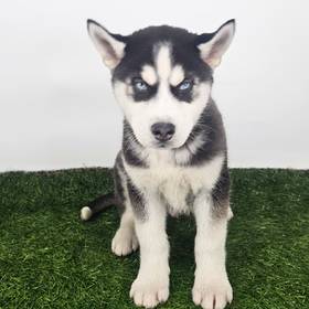 Siberian Husky