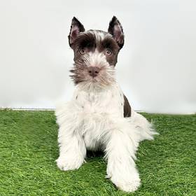 Mini Schnauzer