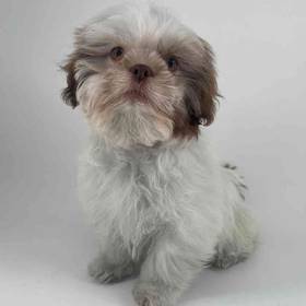 Shih Tzu