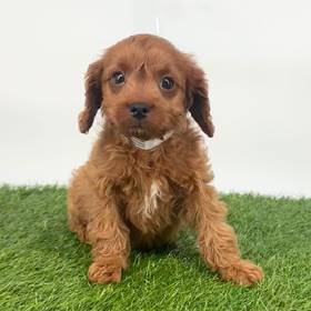 Cavapoo