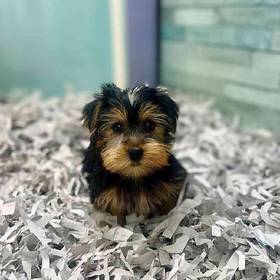 Yorkie