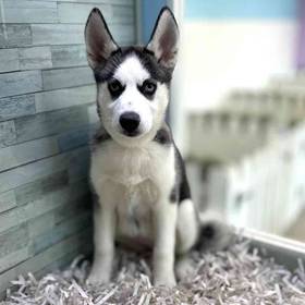 Siberian Husky