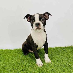 Boston Terrier