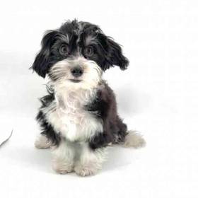 Havanese