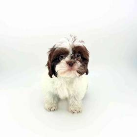 Shih Tzu