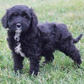 2nd Gen Standard Goldendoodle