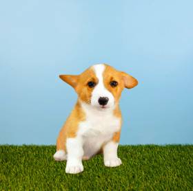 Pembroke Welsh Corgi