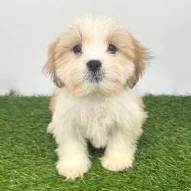 Lhasa Apso