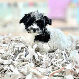 Havanese