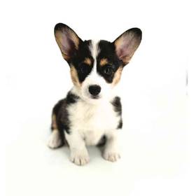 Pembroke Welsh Corgi