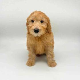 2nd Gen Mini Goldendoodle