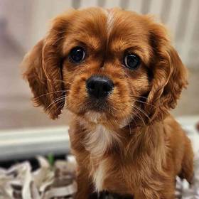 Cavalier King Charles Spaniel