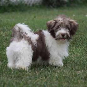 Havanese