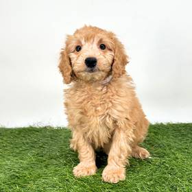 2nd Gen Mini Goldendoodle