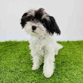 Havanese