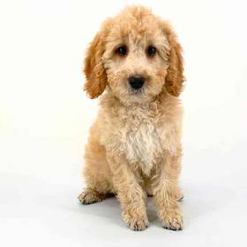 Cockapoo