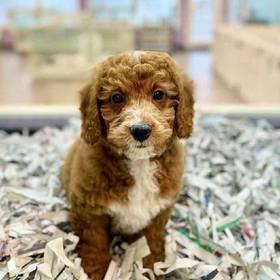 2nd Gen Mini Goldendoodle