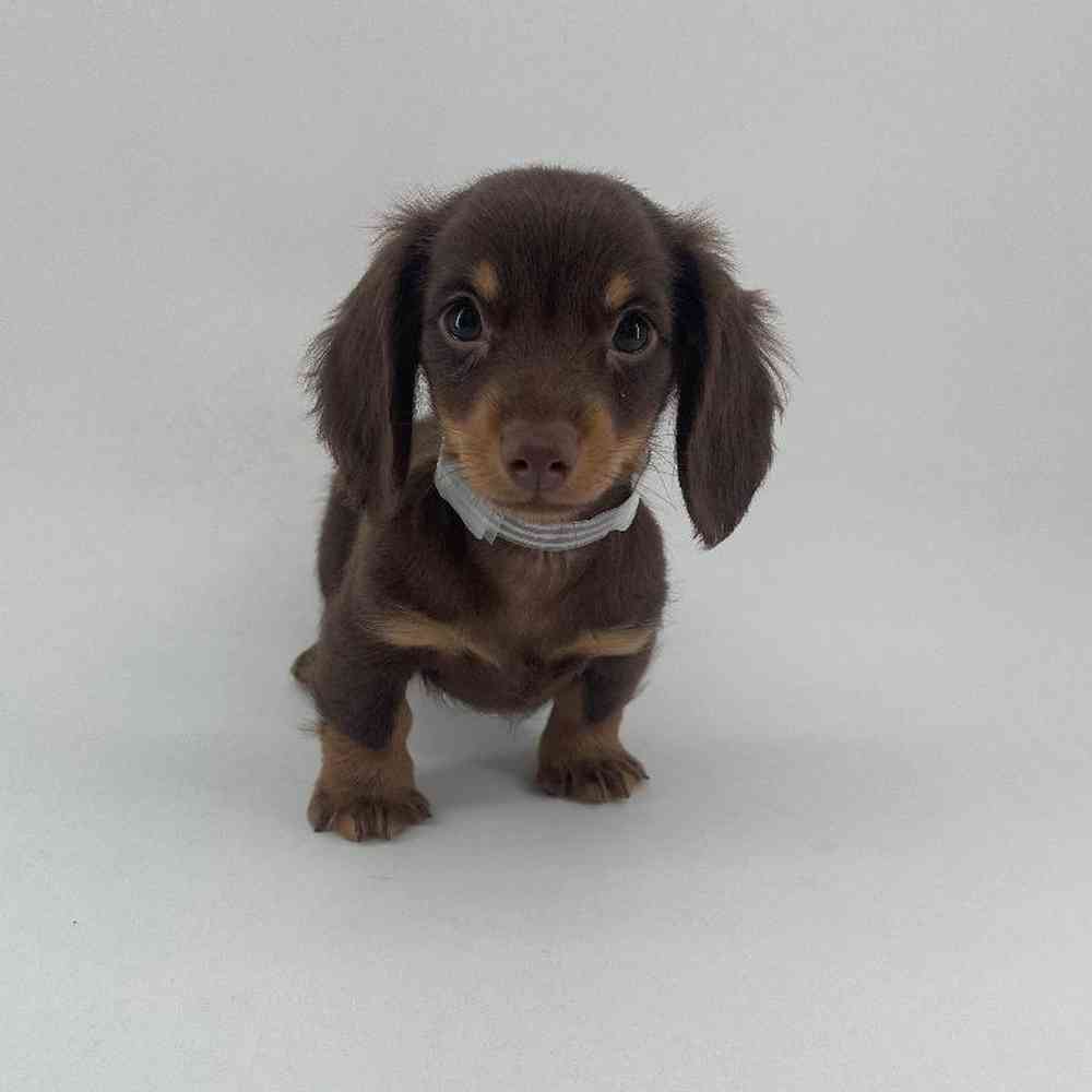 pet breed image
