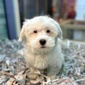 Havanese