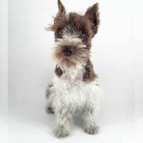 Mini Schnauzer