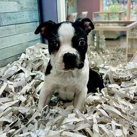 Boston Terrier