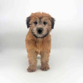 Soft Coated Wheaten Terrier