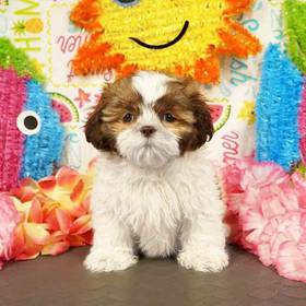 Shih Tzu