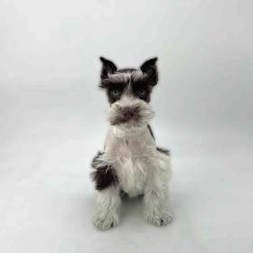 Mini Schnauzer