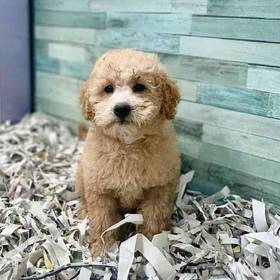 2nd Gen Mini Goldendoodle