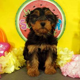 Yorkie-Poo