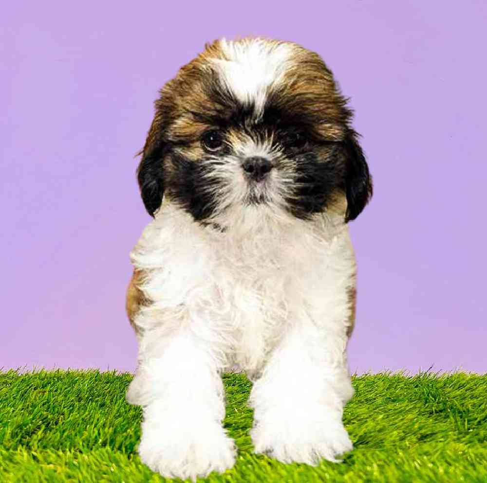 Information on Shih Tzu Puppies for Sale in Washington