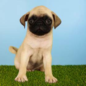 Pug