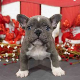 French Bulldog