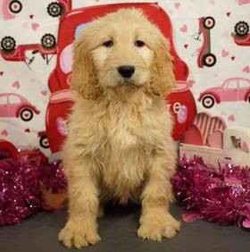 Goldendoodle