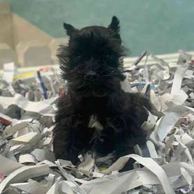 Mini Schnauzer