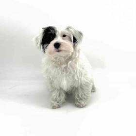 Havanese