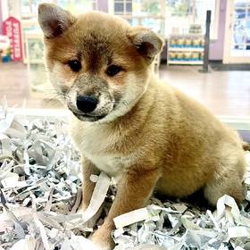 Shiba Inu