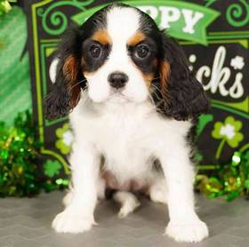 Cavalier King Charles Spaniel