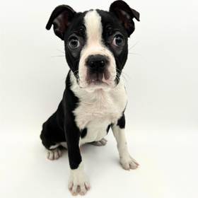 Boston Terrier