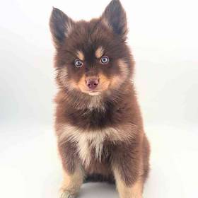 Pomsky