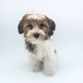 Havanese