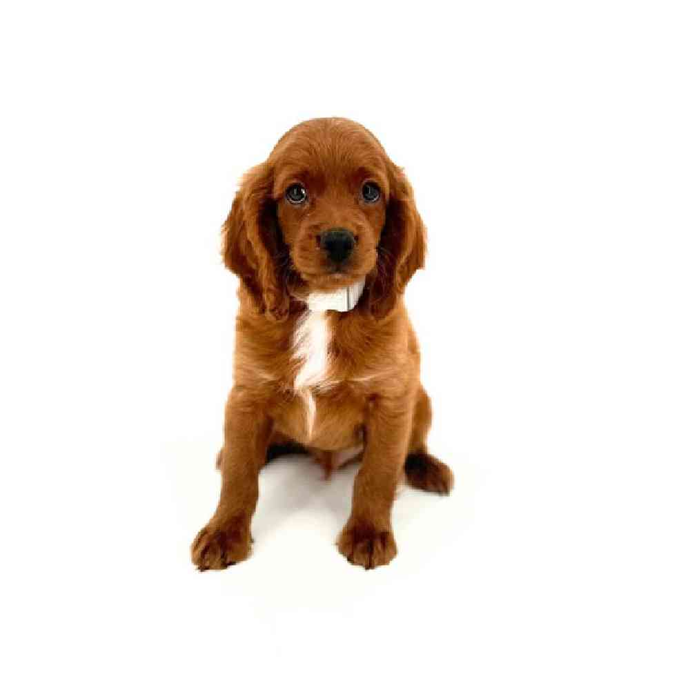 Image of a pet breed in the gallery